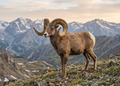 Argali - Wildlife Explorer Collectible