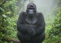 Berggorilla – Wildlife Explorer Collectible