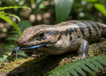 Blue Tongued Skink magnet