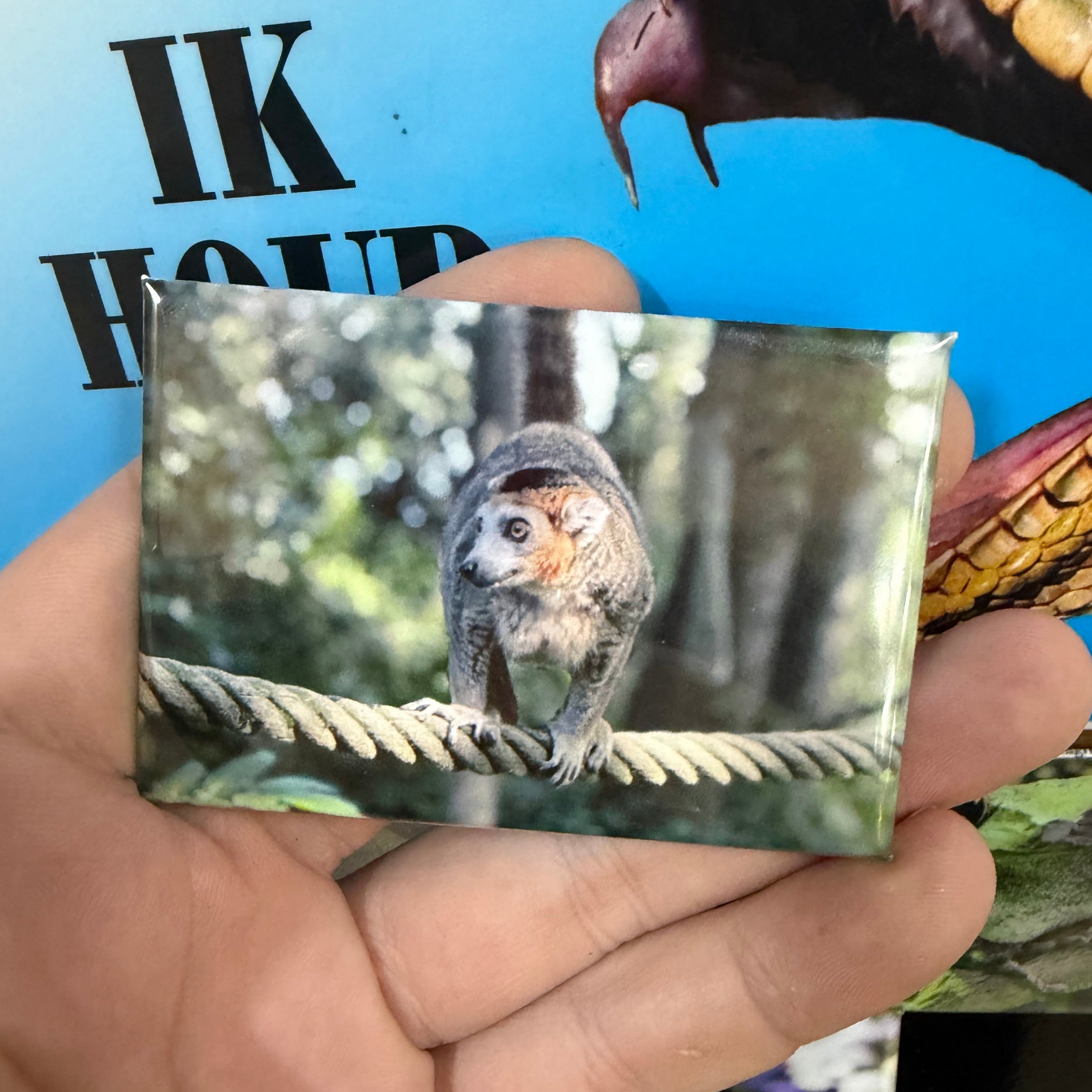 Crowned Lemur magnet preview 2
