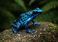 Dendrobates azureus – Wildlife Explorer Collectible