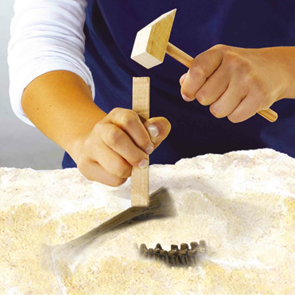 SES Dino en skelet opgraven 2 in 1 – Stegosaurus
