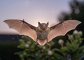 Dwergvleermuis – Wildlife Explorer Collectible