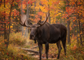 Eland – Wildlife Explorer Collectible
