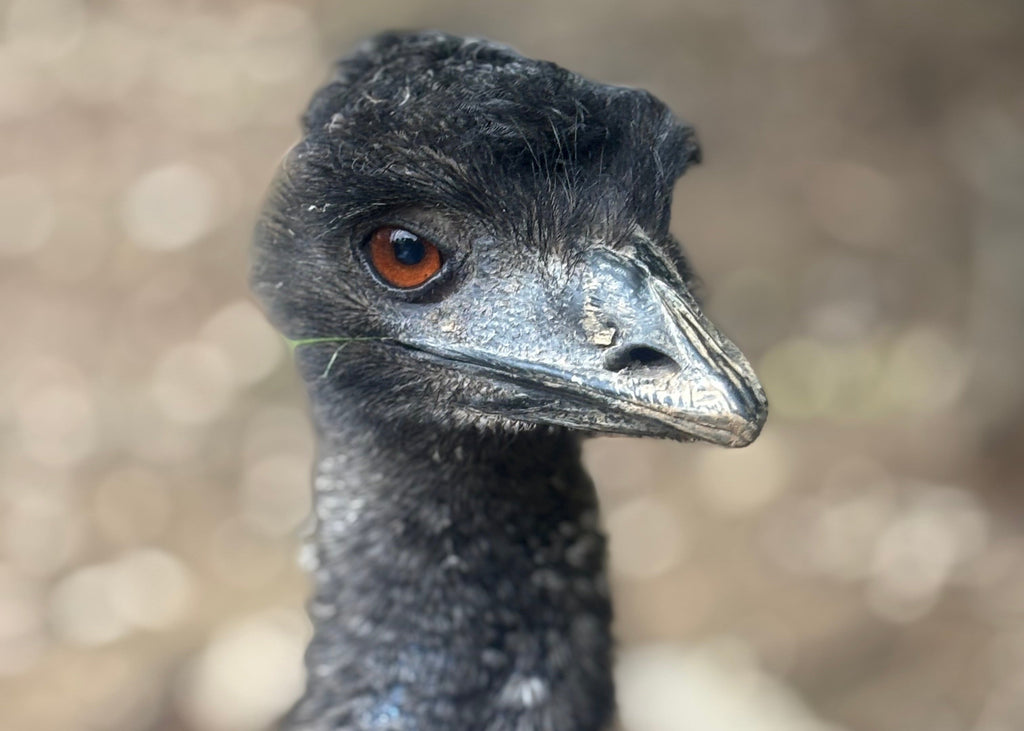 Emoe Wildlife Explorer Collectible