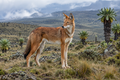 Ethiopische wolf – Wildlife Explorer Season 2