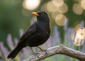 Eurasian Blackbird magnet