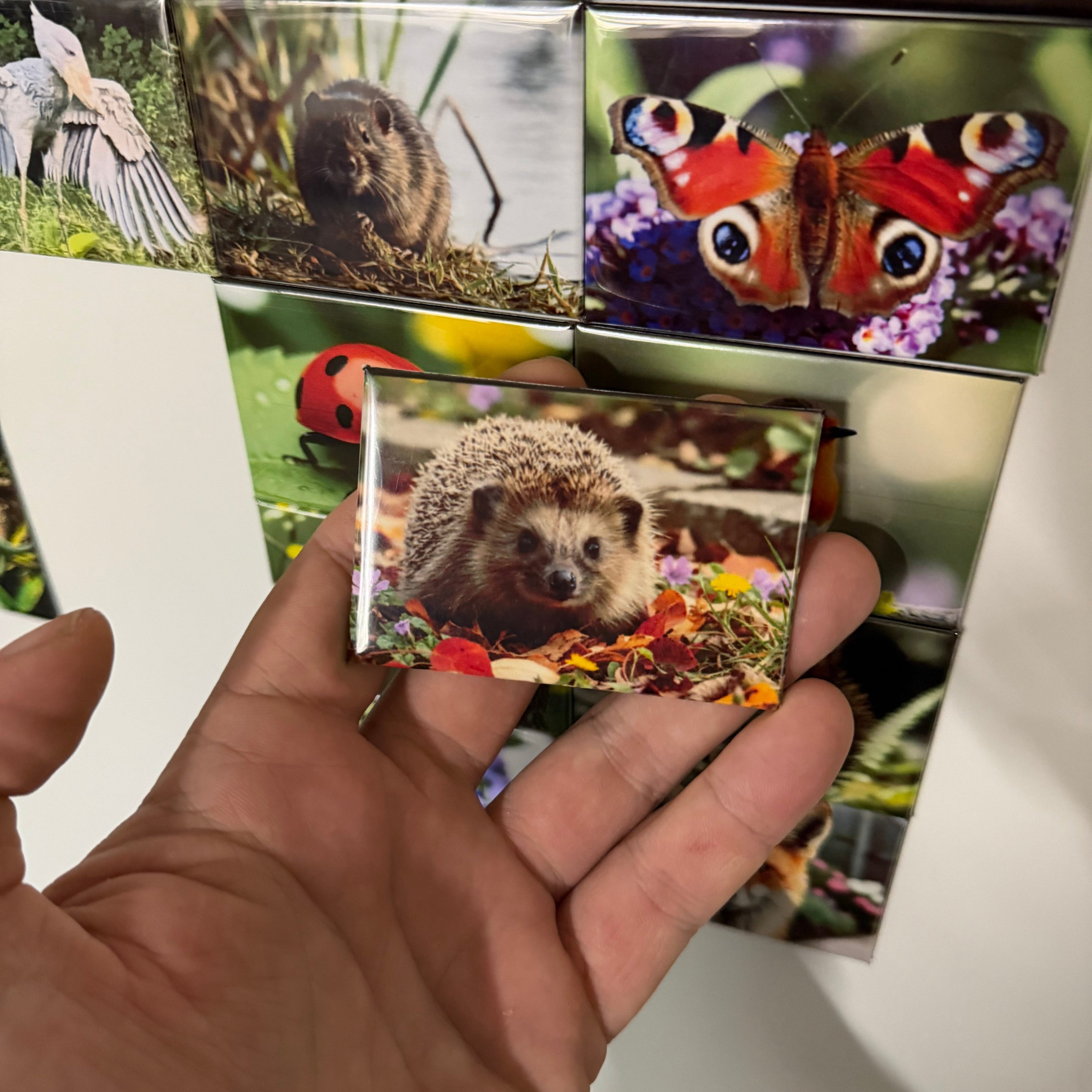 Europese egel Wildlifemagnet voorbeeld – Wildlife Explorer