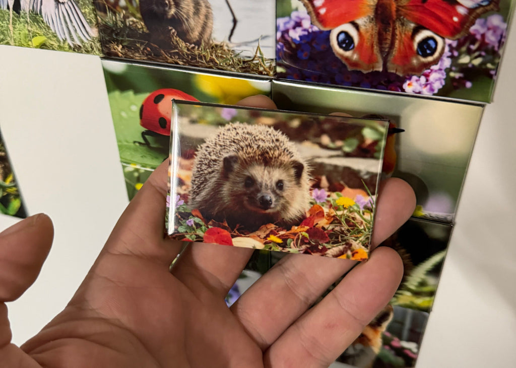 Europese egel – Wildlife Explorer Collectible voorbeeld