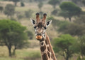Giraf (editie 2) – Wildlife Explorer Collectible
