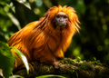 Gouden leeuwaapje — Wildlife Explorer Season 2