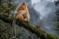 Gouden stompneusaap – Wildlife Explorer Season 2