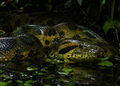 Groene anaconda — Wildlife Explorer Season 2