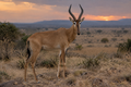 Hirola – Wildlife Explorer Season 2