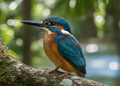 IJsvogel – Wildlife Explorer Collectible