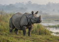 Indische neushoorn – Wildlife Explorer Season 2