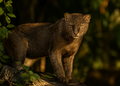 Jaguarundi — Wildlife Explorer Season 2