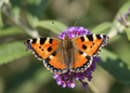 Kleine vos – Wildlife Explorer Collectible