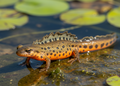 Kleine watersalamander – Wildlife Explorer Collectible