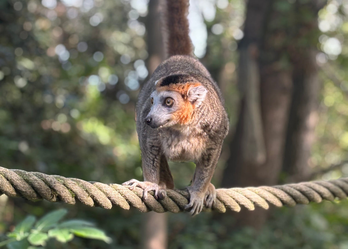 Kroonmaki – Wildlife Explorer Collectible