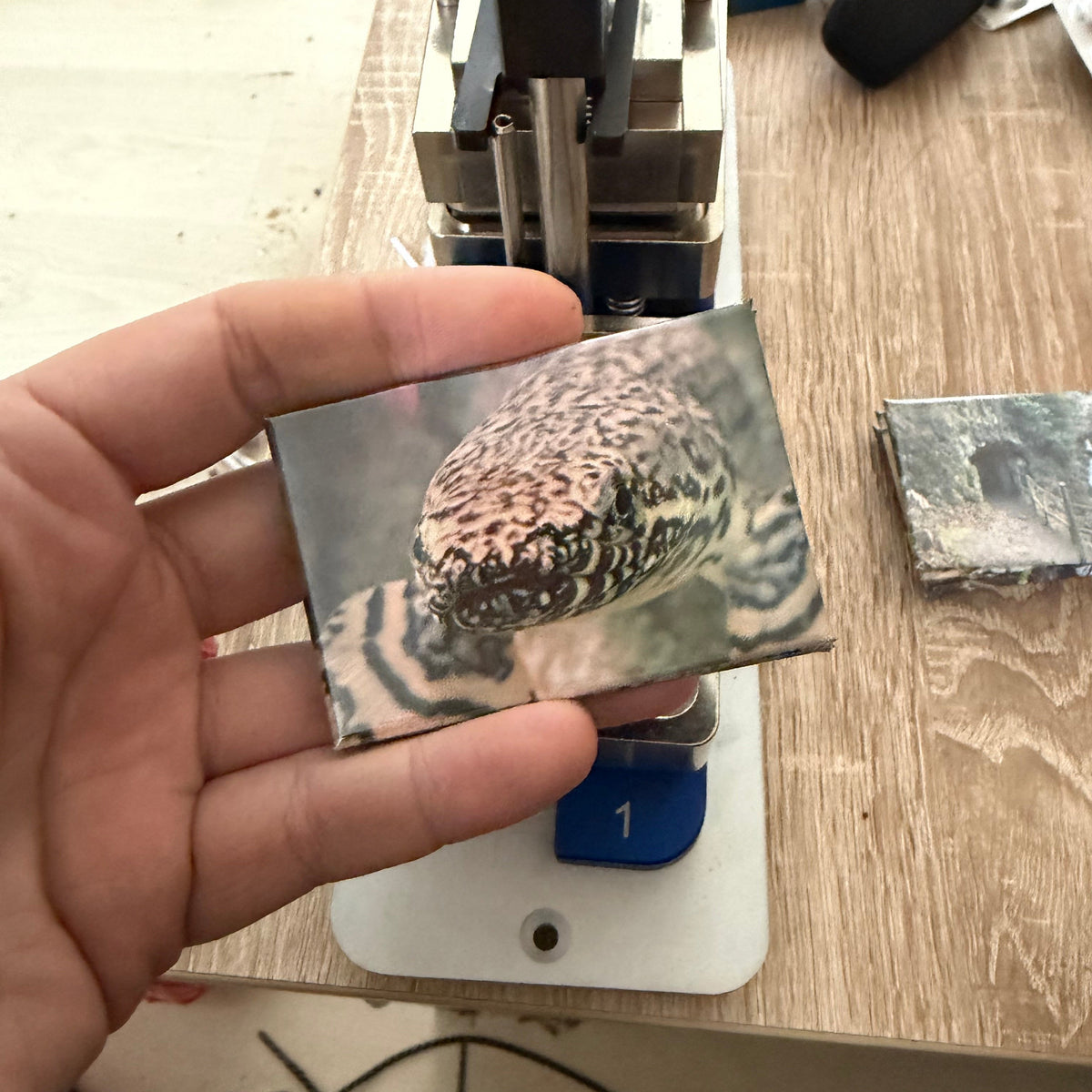 Kwastvinsnoek – Wildlife Explorer Collectible preview