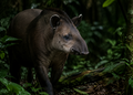 Laaglandtapir — Wildlife Explorer Season 2