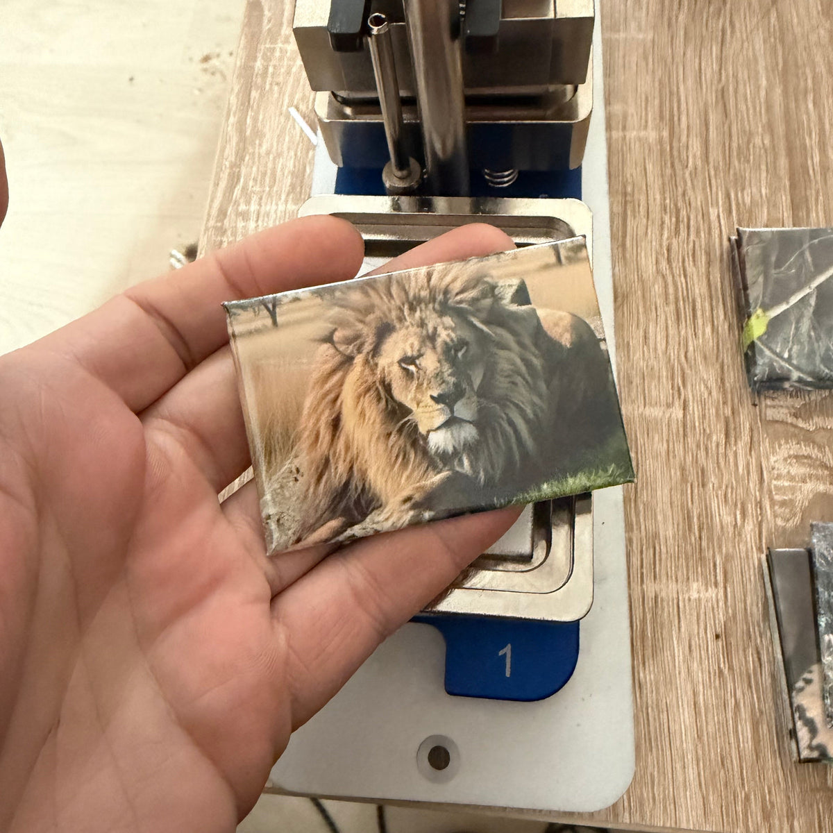 Leeuw – Wildlife Explorer Collectible preview