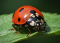 Lieveheersbeestje – Wildlife Explorer Collectible