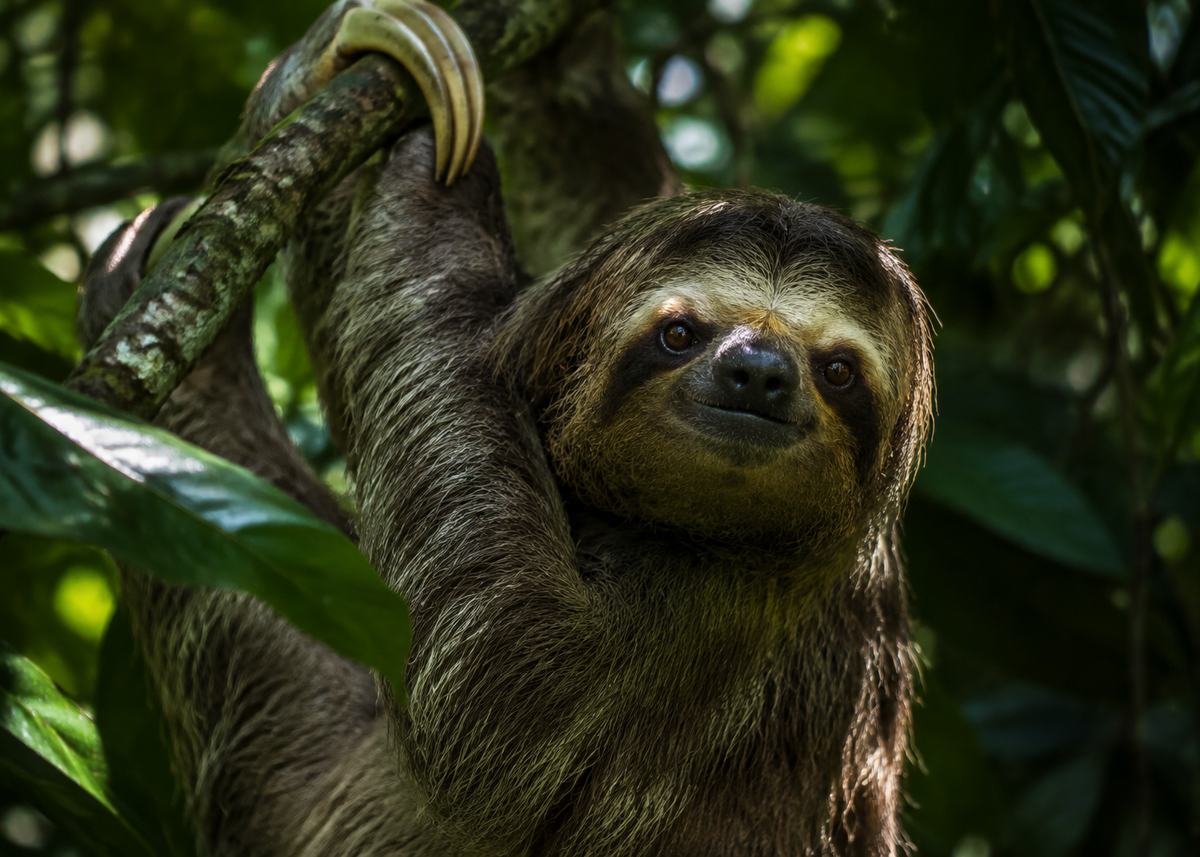 Linnaeus' tweevingerige luiaard — Wildlife Explorer Season 2