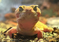 Luipaardgekko – Wildlife Explorer Collectible