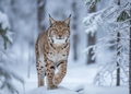 Lynx – Wildlife Explorer Collectible