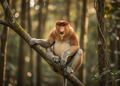 Neusaap – Wildlife Explorer Collectible