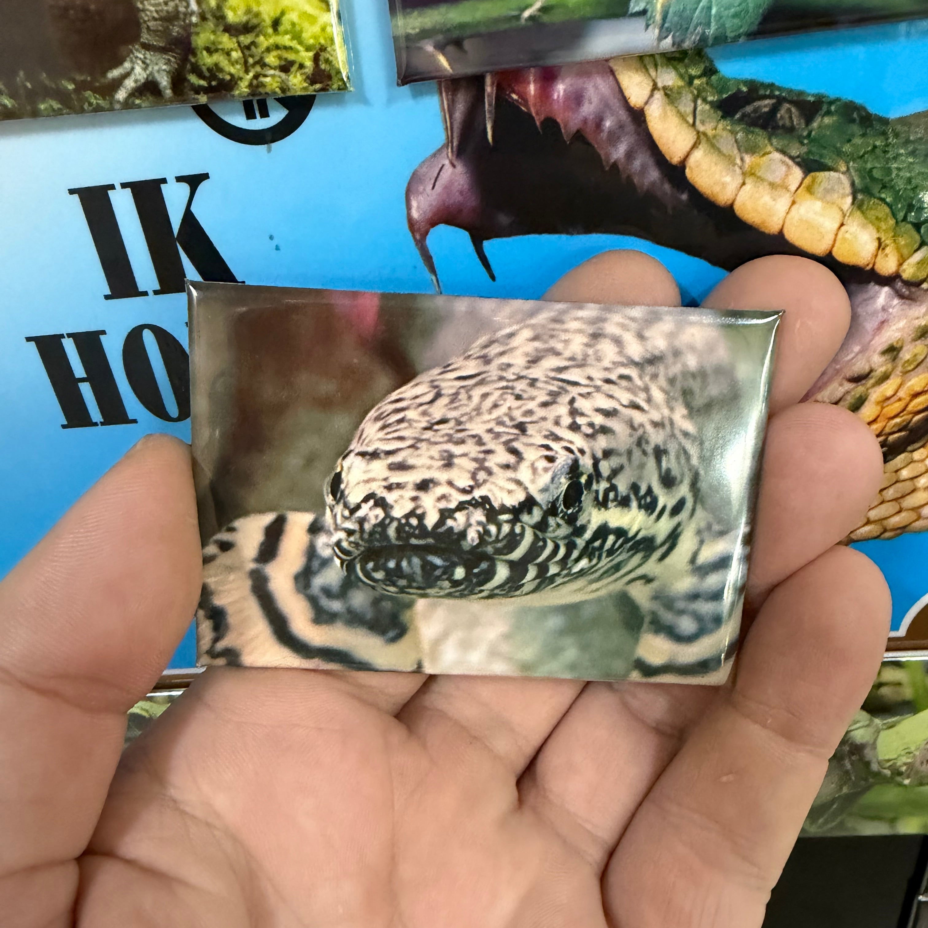 Ornate Bichir magnet preview 2