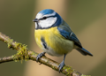 Pimpelmees – Wildlife Explorer Collectible