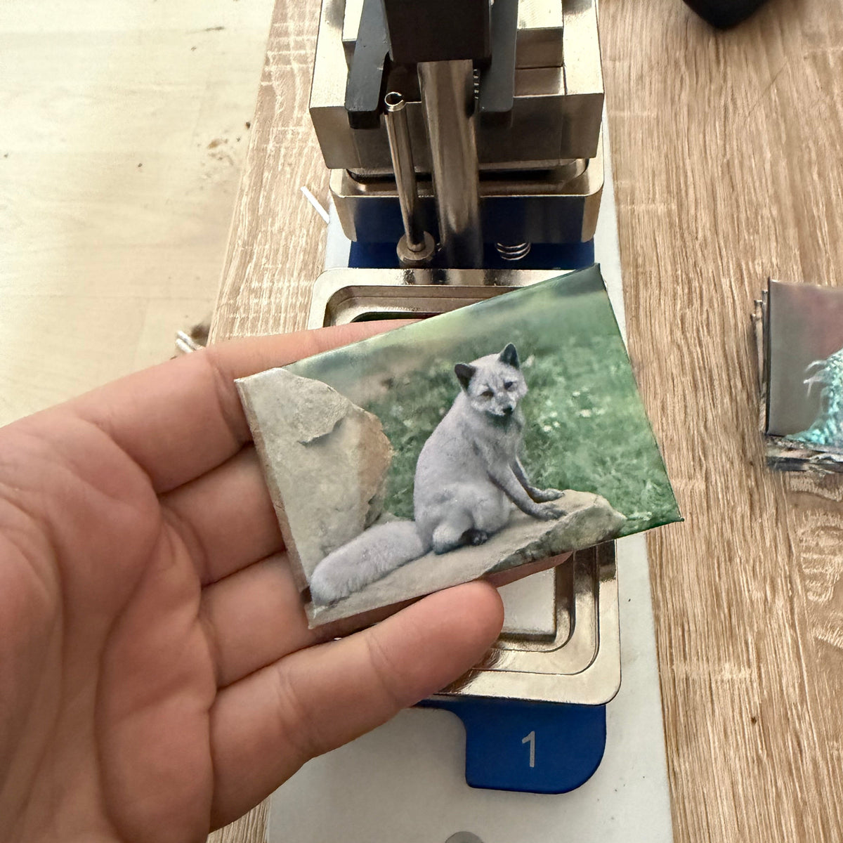 Poolvos – Wildlife Explorer Collectible preview