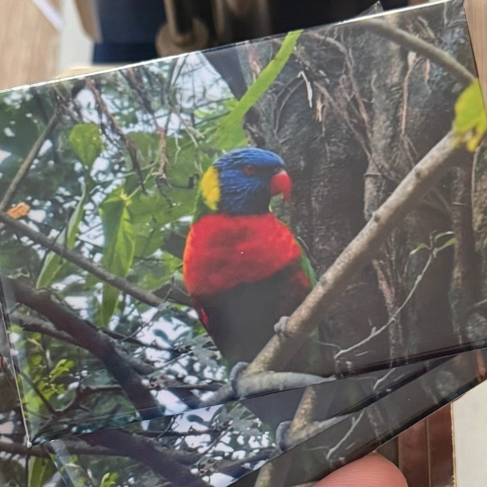 Regenbooglori – Wildlife Explorer Collectible preview