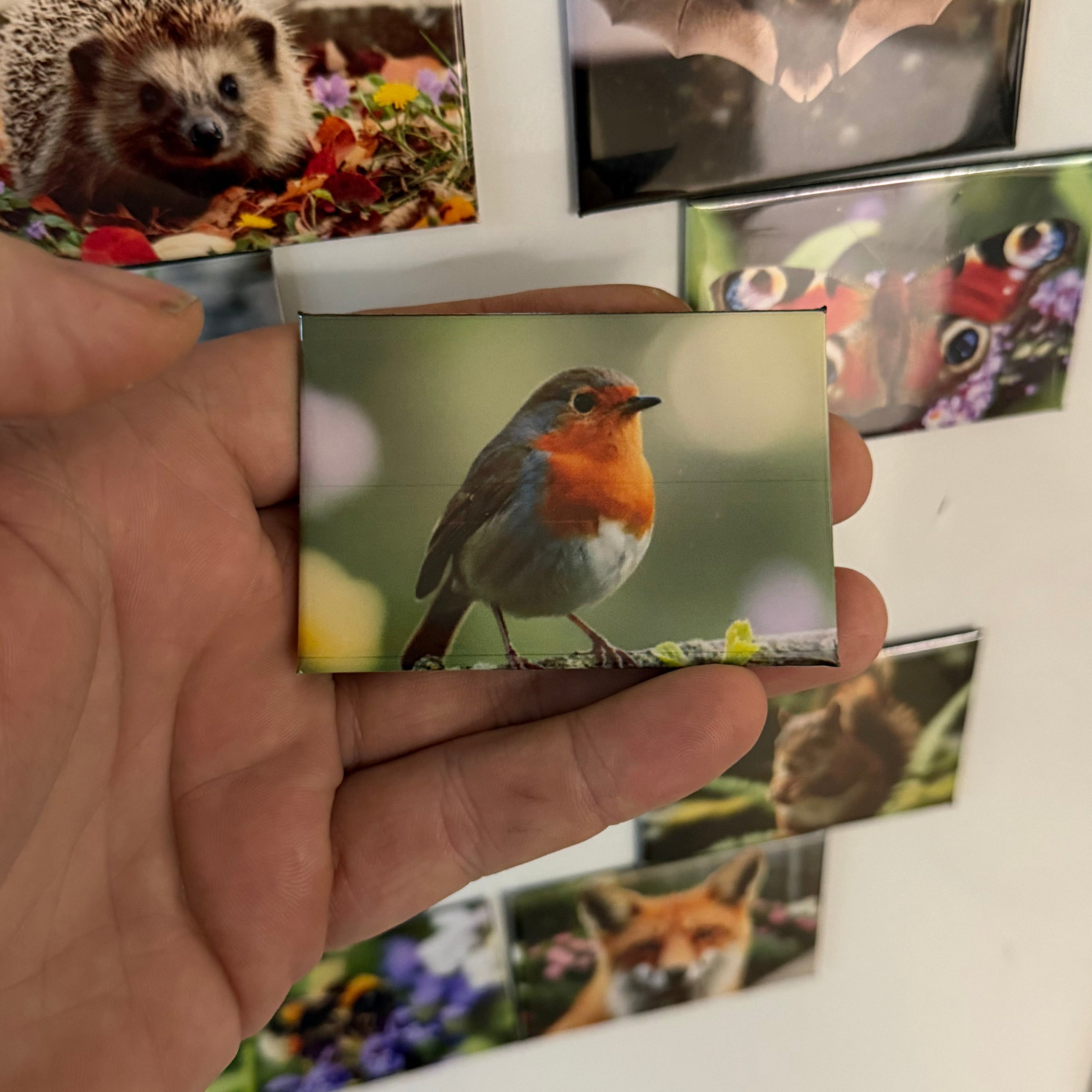Roodborstje – Wildlife Explorer Collectible preview