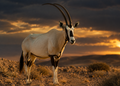Sabelantilope — Wildlife Explorer Season 2