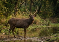 Sambar - Wildlife Explorer Collectible