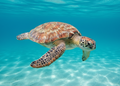 Seaturtle magnet