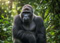 Silverback Gorilla Magnet