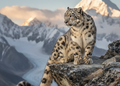 Sneeuwluipaard – Wildlife Explorer Collectible