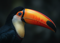 Toekan – Wildlife Explorer Collectible