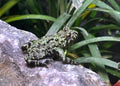Vuurbuikpad – Wildlife Explorer Collectible