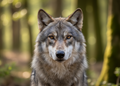 Wolf – Wildlife Explorer Collectible