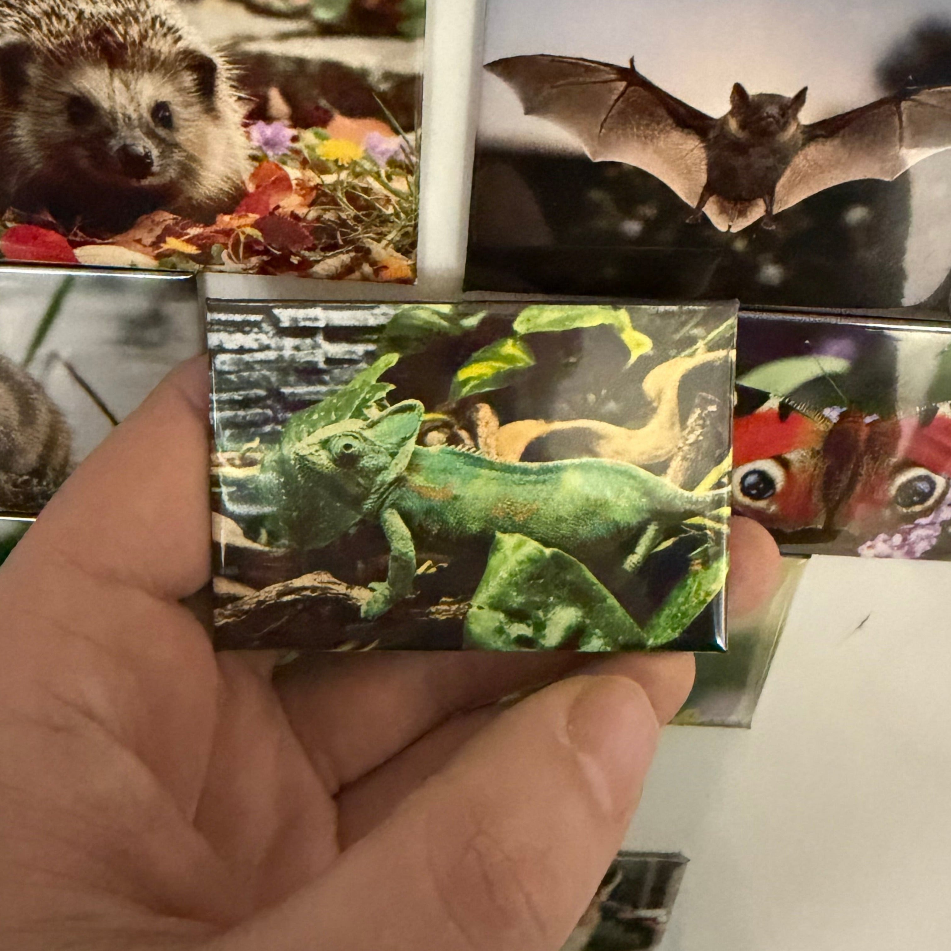 Yemen Chameleon magnet Preview 