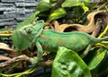 Yemen Kameleon – Wildlife Explorer Collectible