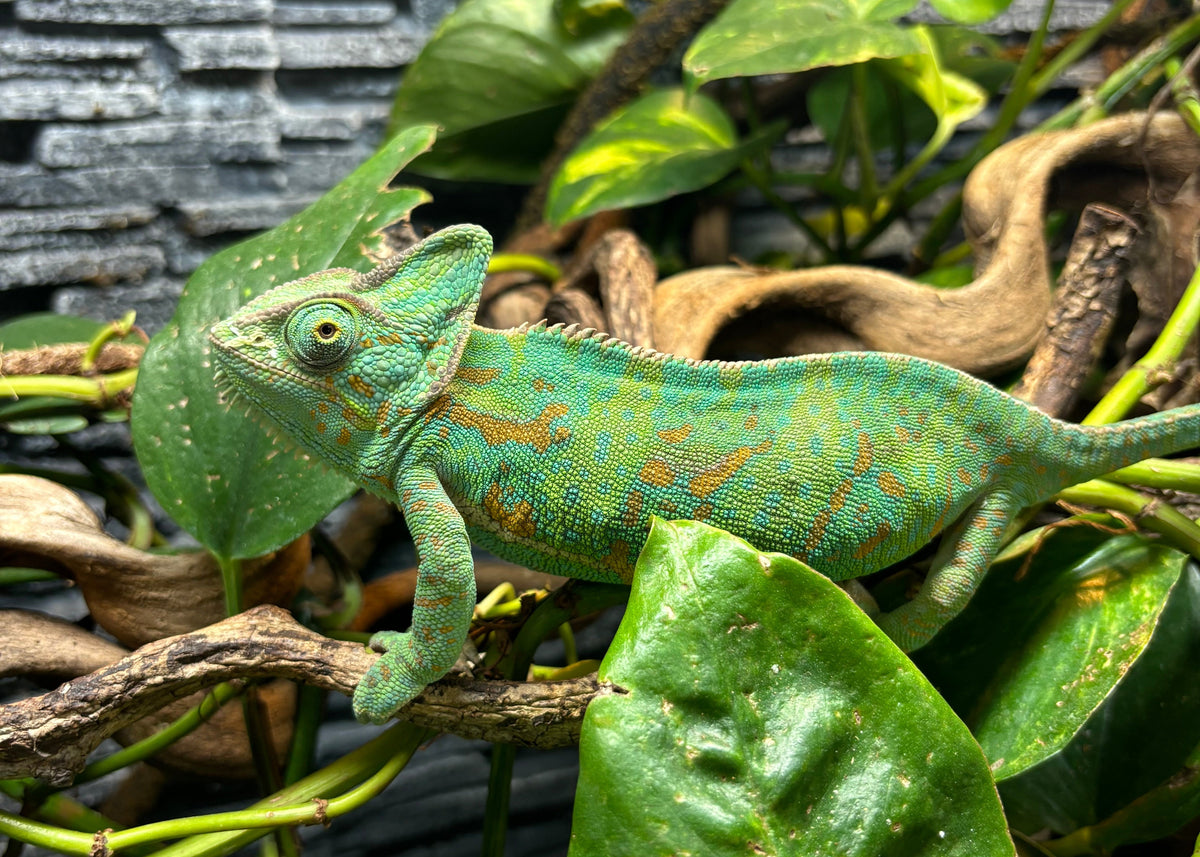 Yemen Kameleon – Wildlife Explorer Collectible