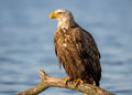 Zeearend – Wildlife Explorer Collectible
