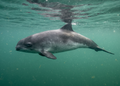 Bruinvis onder water in de Oosterschelde